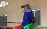 Có một nguồn cung rau an toàn dồi dào cho nội thành Hà Nội